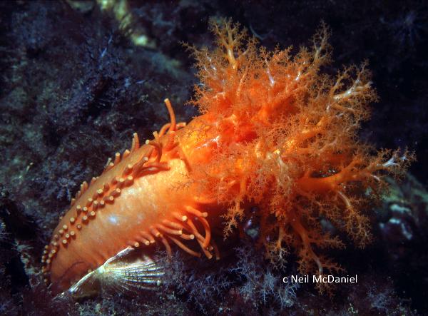 Photo of Cucumaria miniata by <a href="http://www.seastarsofthepacificnorthwest.info/">Neil McDaniel</a>